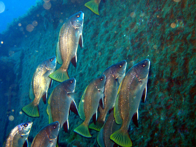 Qualche pesce da Portofino